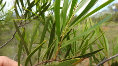 Acacia simsii