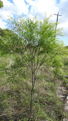 Acacia simsii