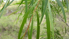 Acacia simsii