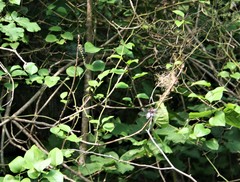 Cordulegaster picta