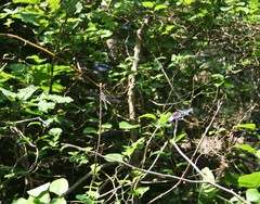 Cordulegaster picta