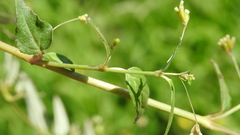 Boerhavia dominii