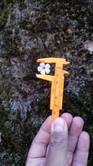 Pinguicula acuminata