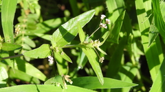 Boerhavia dominii