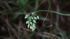 Eriospermum brevipes