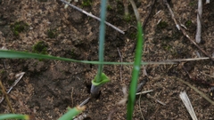 Eriospermum brevipes