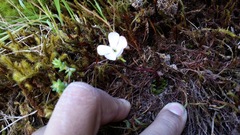 Pinguicula acuminata