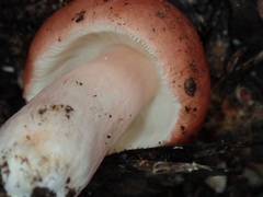 Russula persanguinea