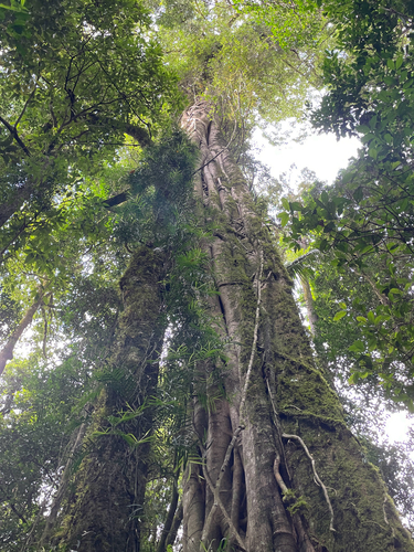 Watkins' fig (Ficus watkinsiana)