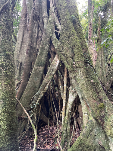 Ficus watkinsiana, photograph 6