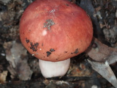Russula persanguinea