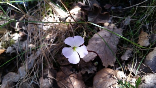 Pinguicula acuminata