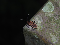 Physopelta fusciscutellata