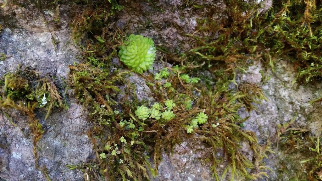 Pinguicula crassifolia