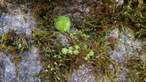 Pinguicula crassifolia