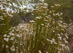 Ixodia achillaeoides