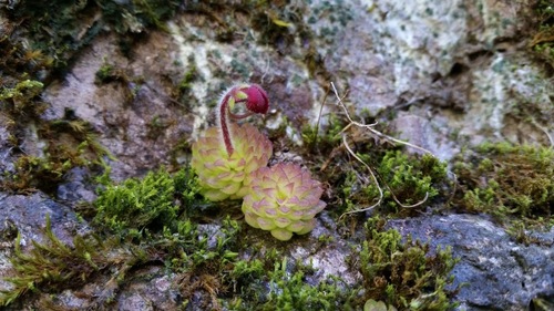 Pinguicula crassifolia