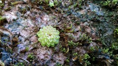 Pinguicula crassifolia