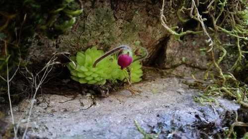 Pinguicula crassifolia