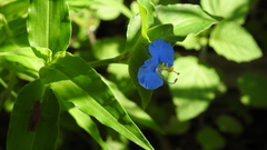 Commelina ensifolia