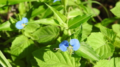Commelina ensifolia