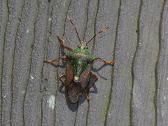 Eocanthecona formosa