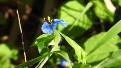 Commelina ensifolia