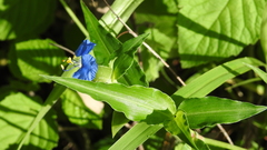 Commelina ensifolia