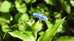 Commelina ensifolia
