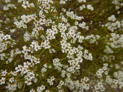 Ixodia achillaeoides