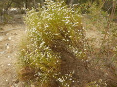 Ixodia achillaeoides