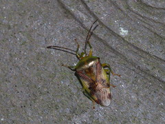 Elasmostethus nubilus