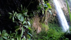 Pinguicula emarginata