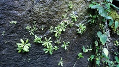 Pinguicula emarginata