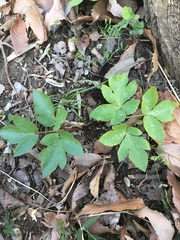 Ranunculus silerifolius