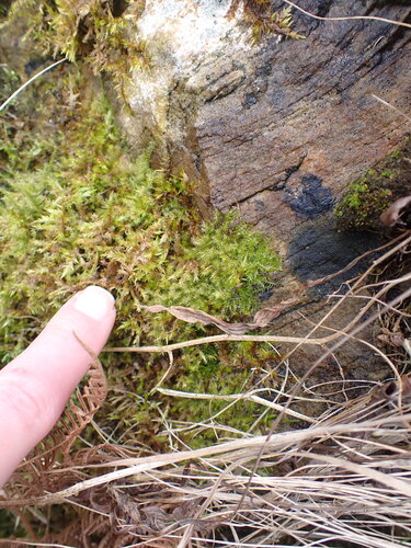 Dull Starry Feather-moss (Campylium protensum)