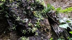 Pinguicula emarginata