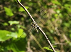 Cordulegaster picta