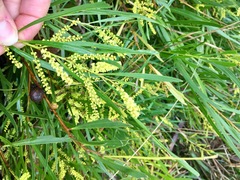 Juliflorae