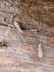 Ctenolepisma ciliatum
