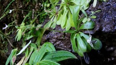 Pinguicula emarginata