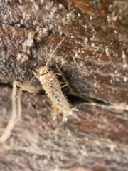 Ctenolepisma ciliatum