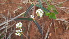 Euphorbia bifida