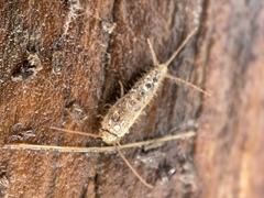 Ctenolepisma ciliatum