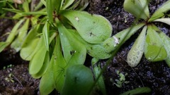 Pinguicula emarginata