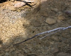 Cordulegaster picta