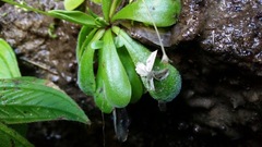 Pinguicula emarginata