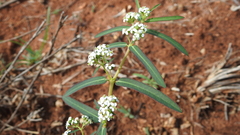 Euphorbia bifida