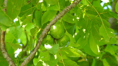 Pleiogynium timoriense