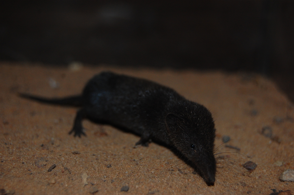Swamp Musk Shrew
